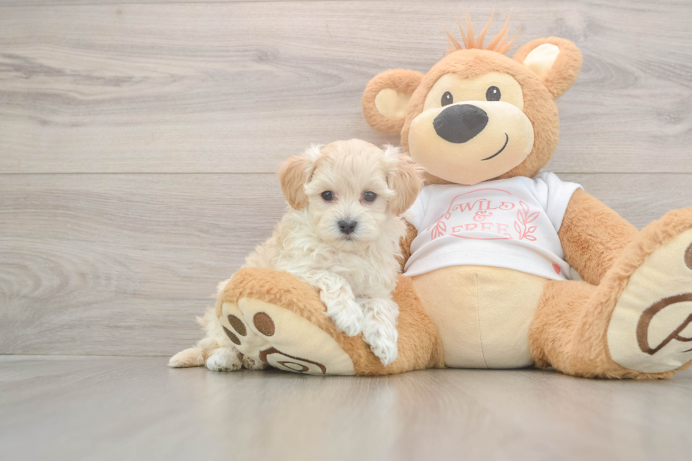 Meet Zero - our Maltipoo Puppy Photo  2/3 - Lone Star Pups Friendly Maltipoo Baby