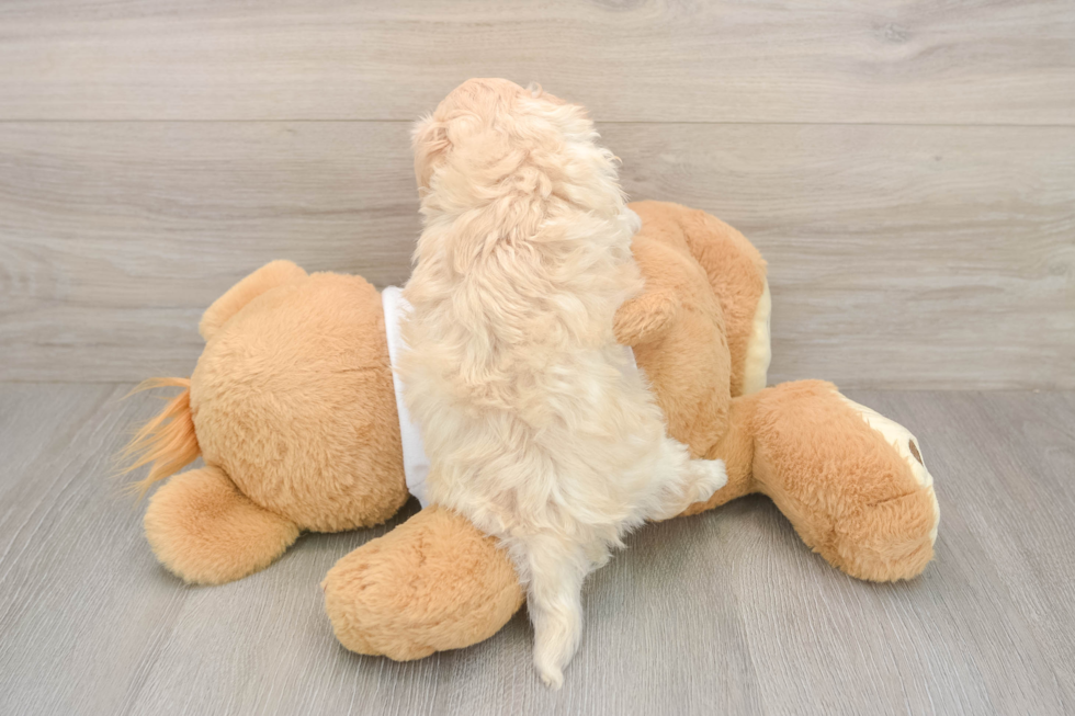 Meet Zero - our Maltipoo Puppy Photo  3/3 - Lone Star Pups Playful Maltepoo Poodle Mix Puppy