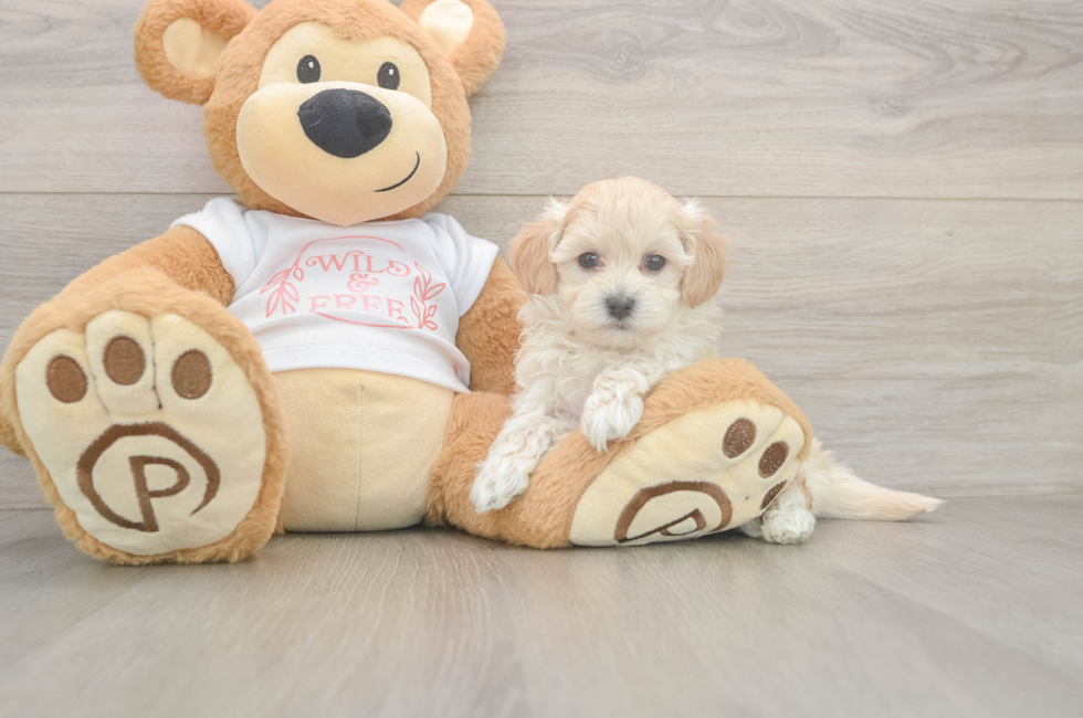 5 week old Maltipoo Puppy For Sale - Lone Star Pups