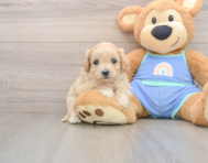 9 week old Maltipoo Puppy For Sale - Lone Star Pups