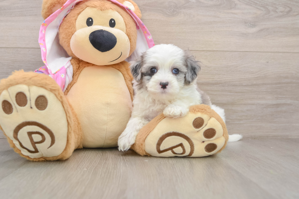 Maltipoo Puppy for Adoption