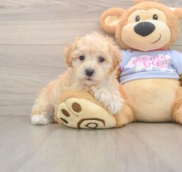 8 week old Maltipoo Puppy For Sale - Lone Star Pups