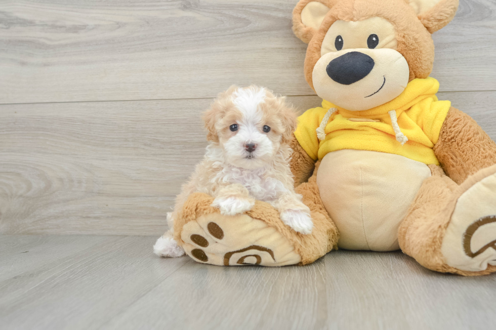 Smart Maltipoo Poodle Mix Pup