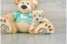 Maltipoo Puppy for Adoption