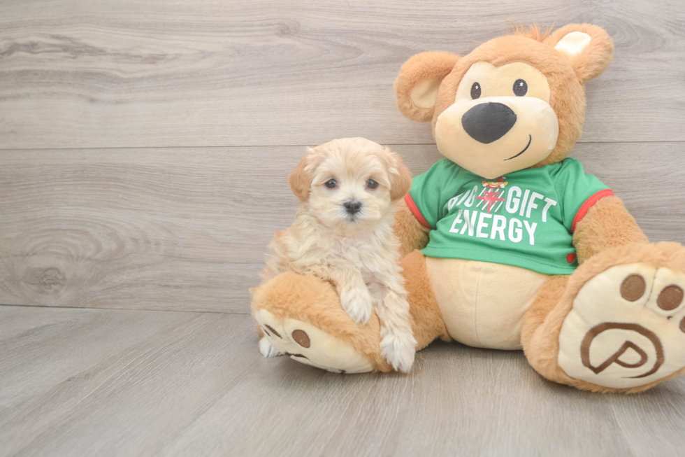 Adorable Maltidoodle Poodle Mix Puppy