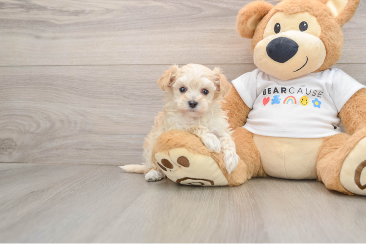 Playful Multipoo Poodle Mix Puppy