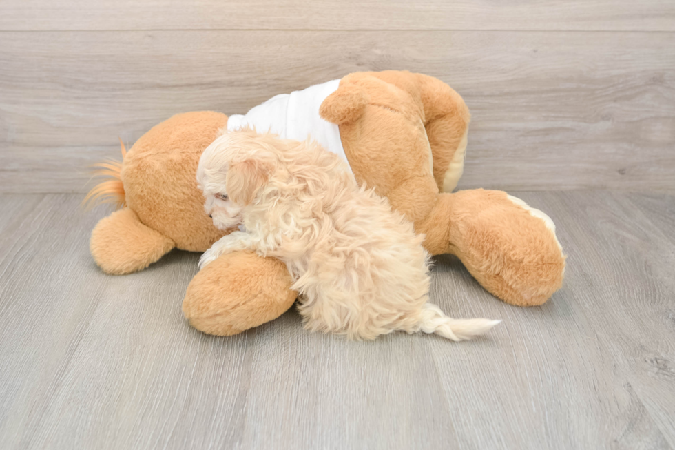 Friendly Maltipoo Baby