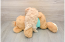 Popular Maltipoo Poodle Mix Pup