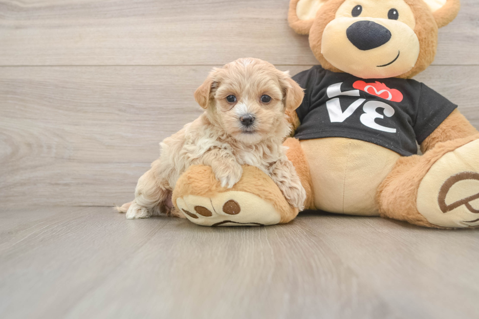 Sweet Maltipoo Baby