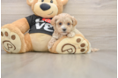 Energetic Moodle Poodle Mix Puppy