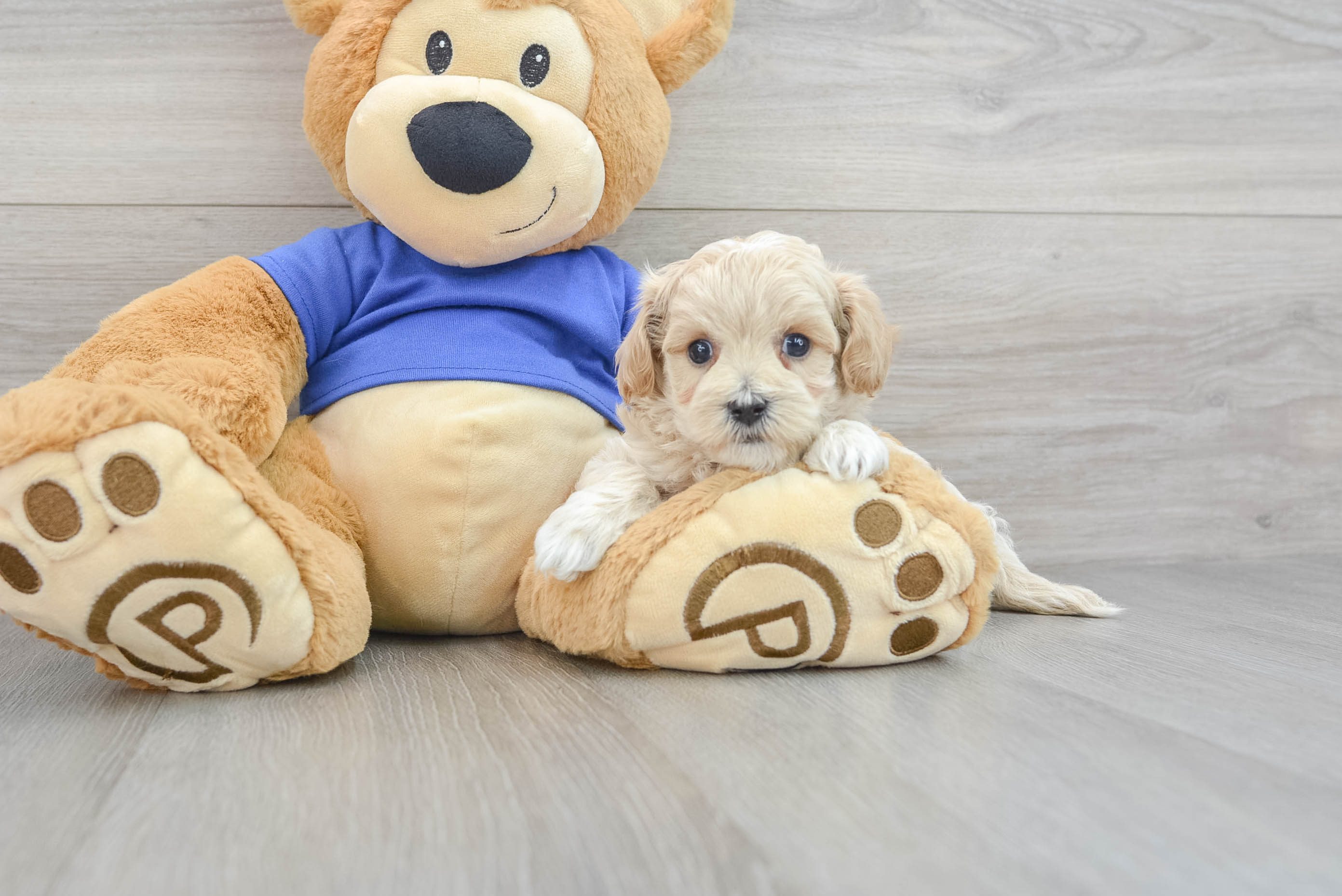 Maltipoo Puppy for Adoption