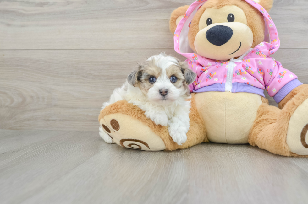 6 week old Maltipoo Puppy For Sale - Lone Star Pups