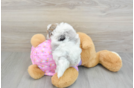 Adorable Multipoo Poodle Mix Puppy