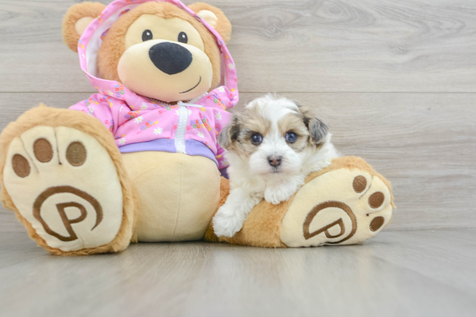 Friendly Maltipoo Baby