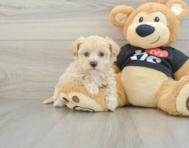 8 week old Maltipoo Puppy For Sale - Lone Star Pups