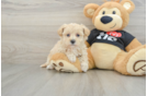 Maltipoo Puppy for Adoption