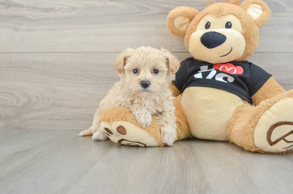 5 week old Maltipoo Puppy For Sale - Lone Star Pups