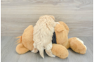 Adorable Maltese Poodle Poodle Mix Puppy