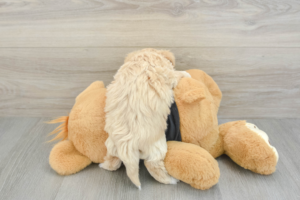 Adorable Maltese Poodle Poodle Mix Puppy