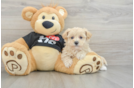 Maltipoo Puppy for Adoption