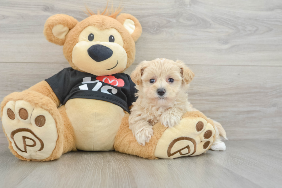 Maltipoo Puppy for Adoption
