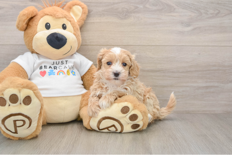 Best Maltipoo Baby