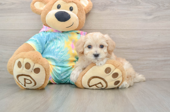 Maltipoo Puppy for Adoption