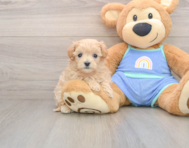 9 week old Maltipoo Puppy For Sale - Lone Star Pups