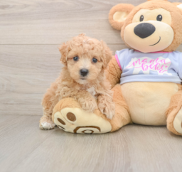 9 week old Maltipoo Puppy For Sale - Lone Star Pups