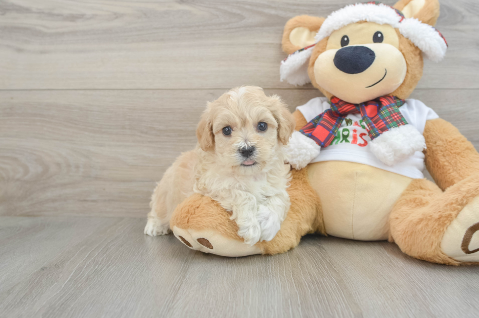 6 week old Maltipoo Puppy For Sale - Lone Star Pups