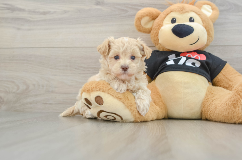 5 week old Maltipoo Puppy For Sale - Lone Star Pups