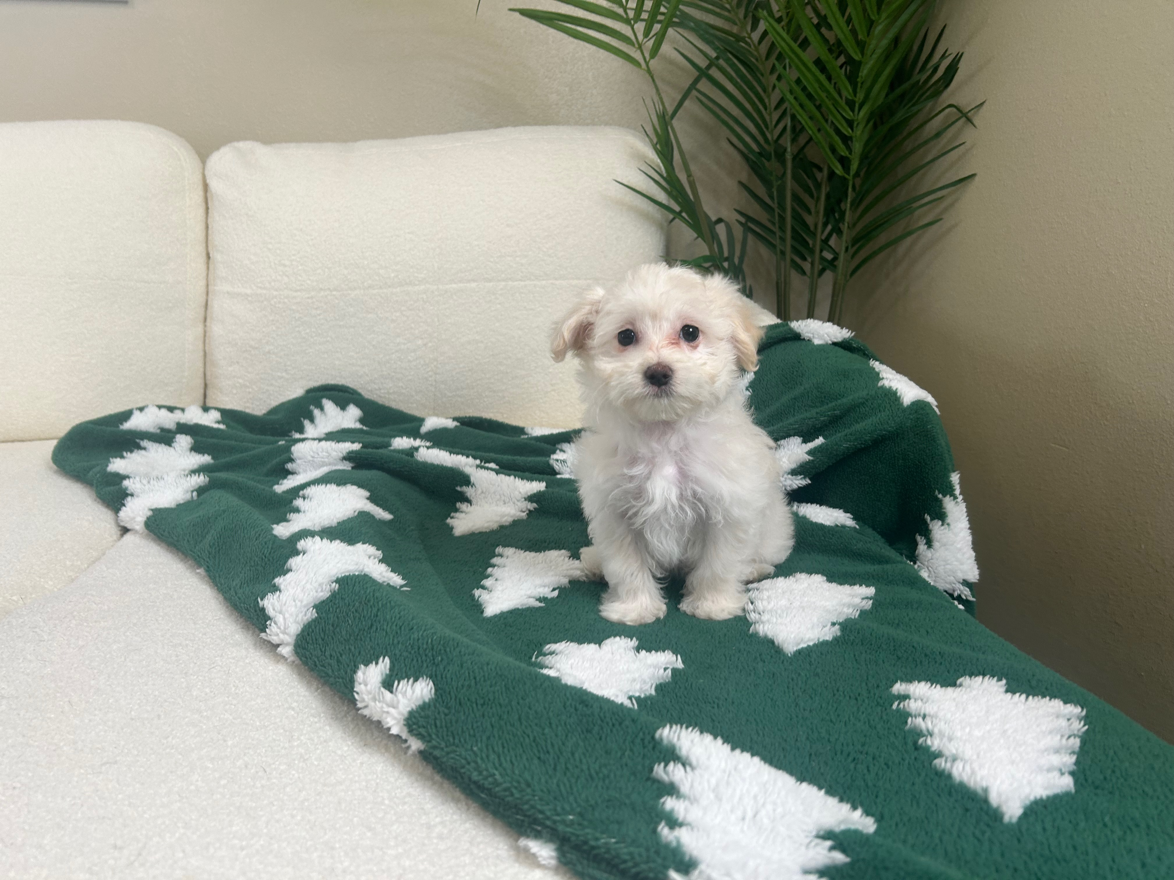 Maltipoo Puppy for Adoption