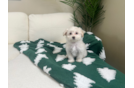 Maltipoo Puppy for Adoption