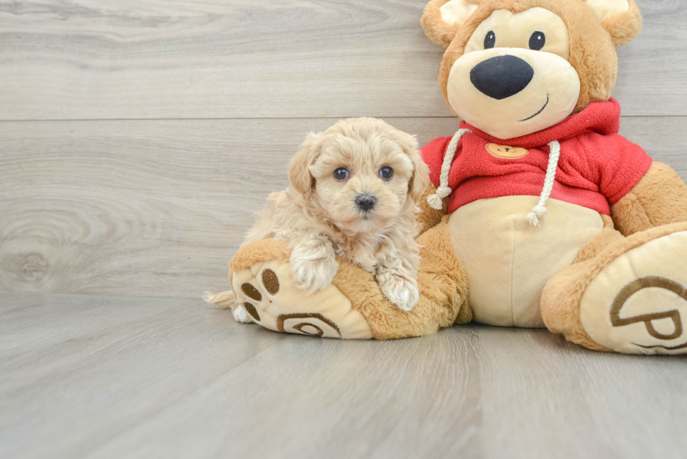 Best Maltipoo Baby