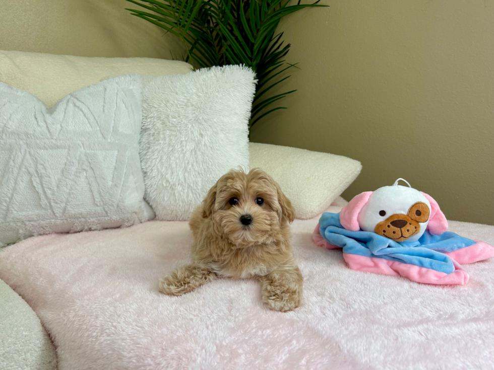 Maltipoo Puppy for Adoption