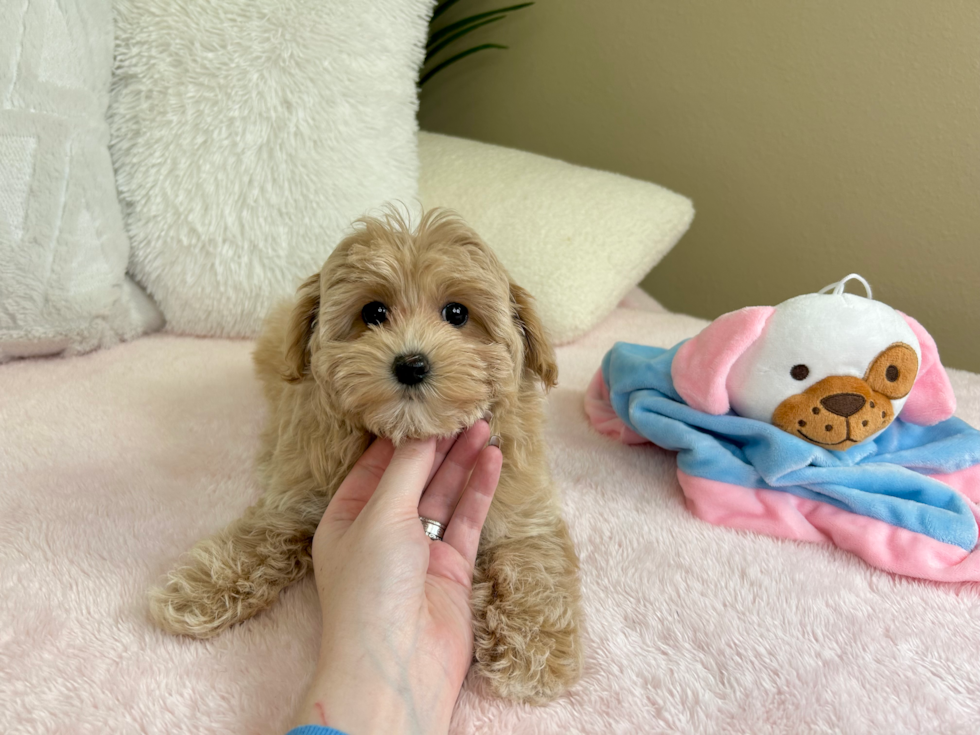 Maltipoo Puppy for Adoption