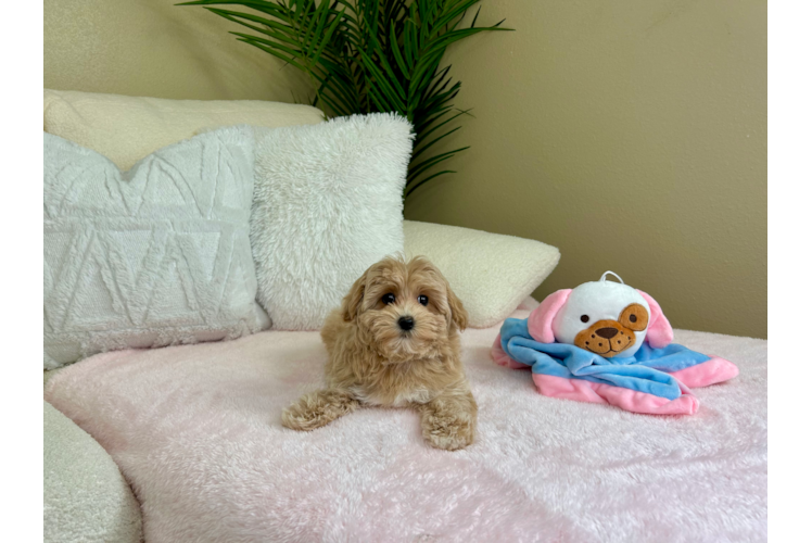 Best Maltipoo Baby