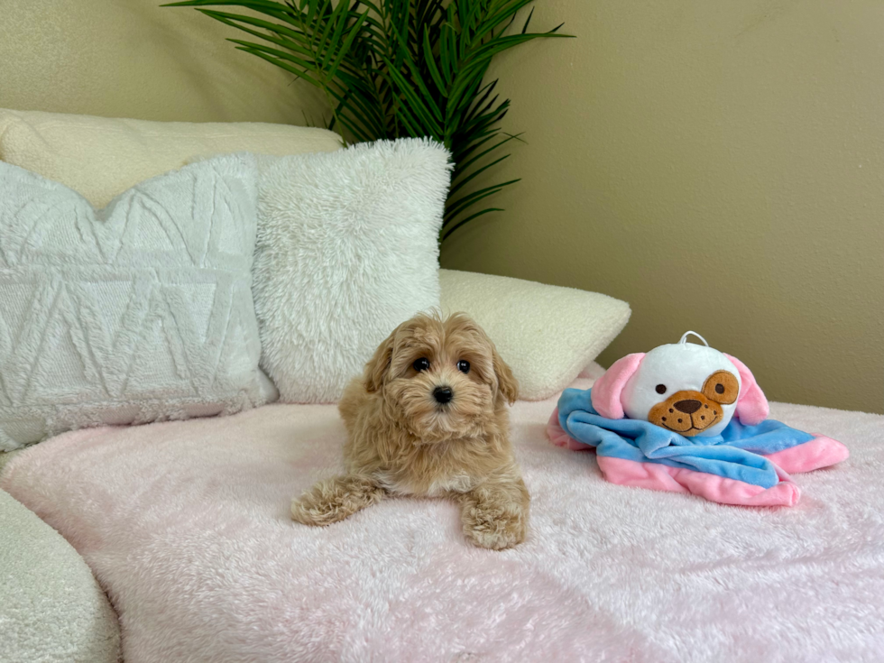 Best Maltipoo Baby