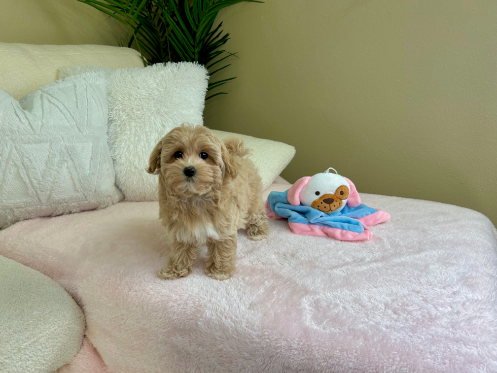 Maltipoo Pup Being Cute