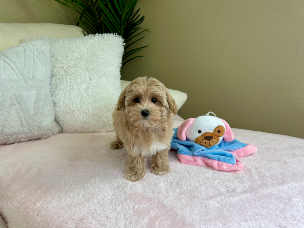 Maltipoo Pup Being Cute