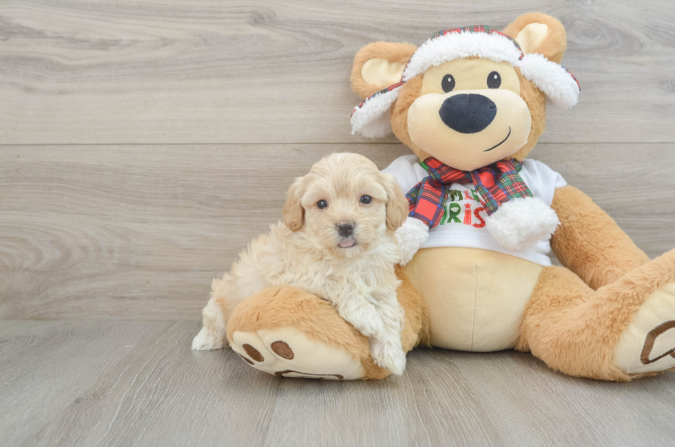 6 week old Maltipoo Puppy For Sale - Lone Star Pups