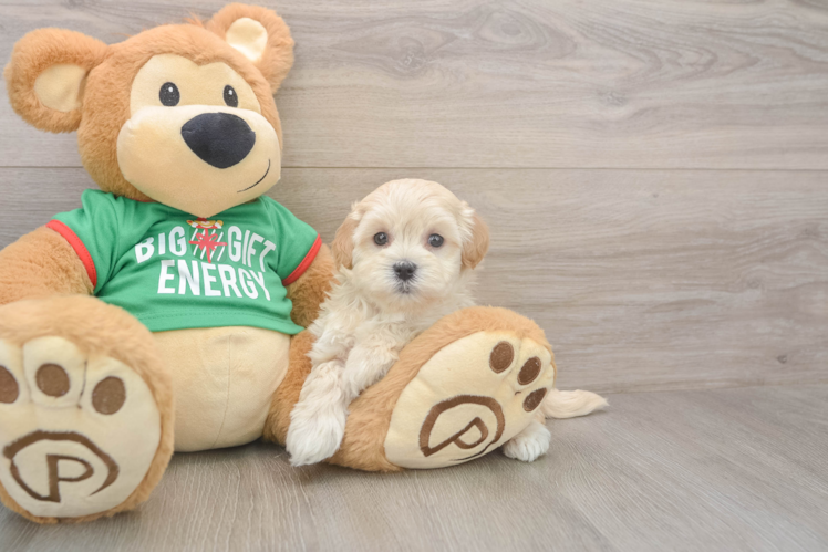 Petite Maltipoo Poodle Mix Pup