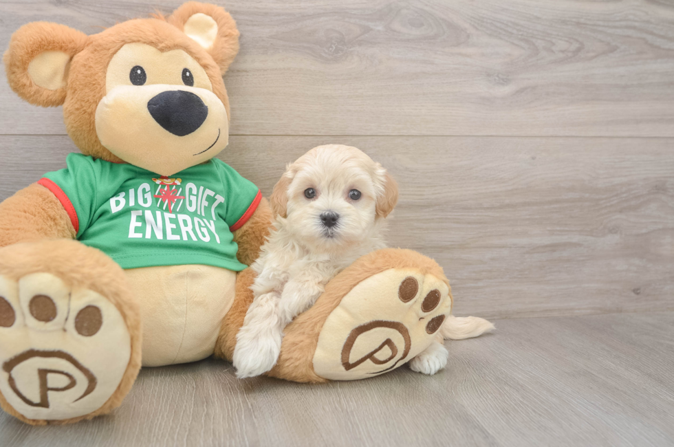 6 week old Maltipoo Puppy For Sale - Lone Star Pups