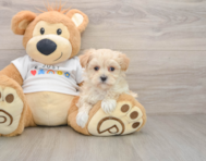 9 week old Maltipoo Puppy For Sale - Lone Star Pups