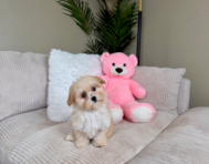 10 week old Maltipoo Puppy For Sale - Lone Star Pups