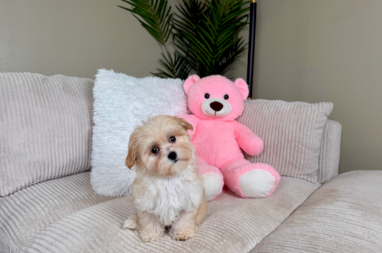 Maltipoo Puppy for Adoption