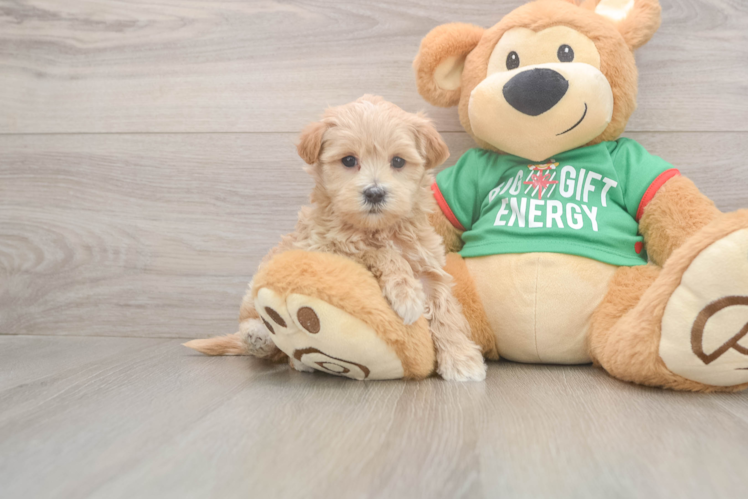 Funny Maltipoo Poodle Mix Pup