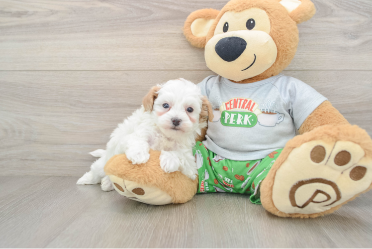 Sweet Maltipoo Baby