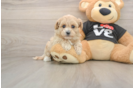 Sweet Maltipoo Baby
