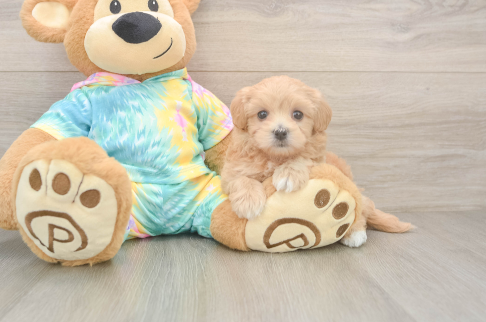 5 week old Maltipoo Puppy For Sale - Lone Star Pups